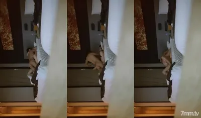 2022.5.8, [Newcomer Tanhua No. 2 Contestant], Super Beautiful Goddess, Pure Stewardess, Having Sex With Curtains In The Hotel